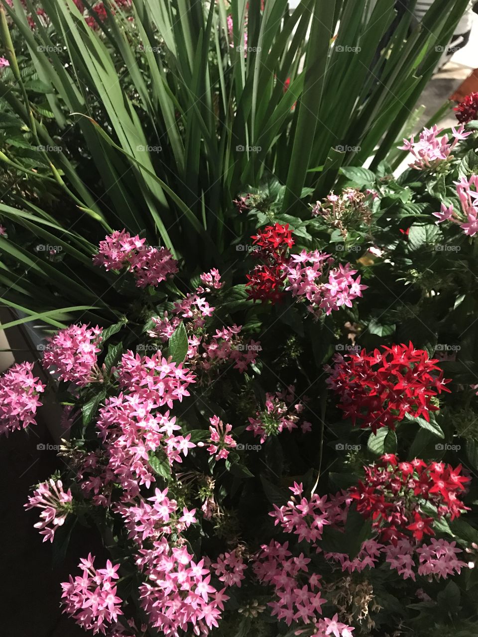 Florida, odnalrO ni detacol tneduts FCU nA .asleS yb kcilC Follow me @Selsa.Notes, @Selsa.Clicks, and @Selsa.Notes #Selsa
#Landscaping #flowers
Over 10 photos in the album.