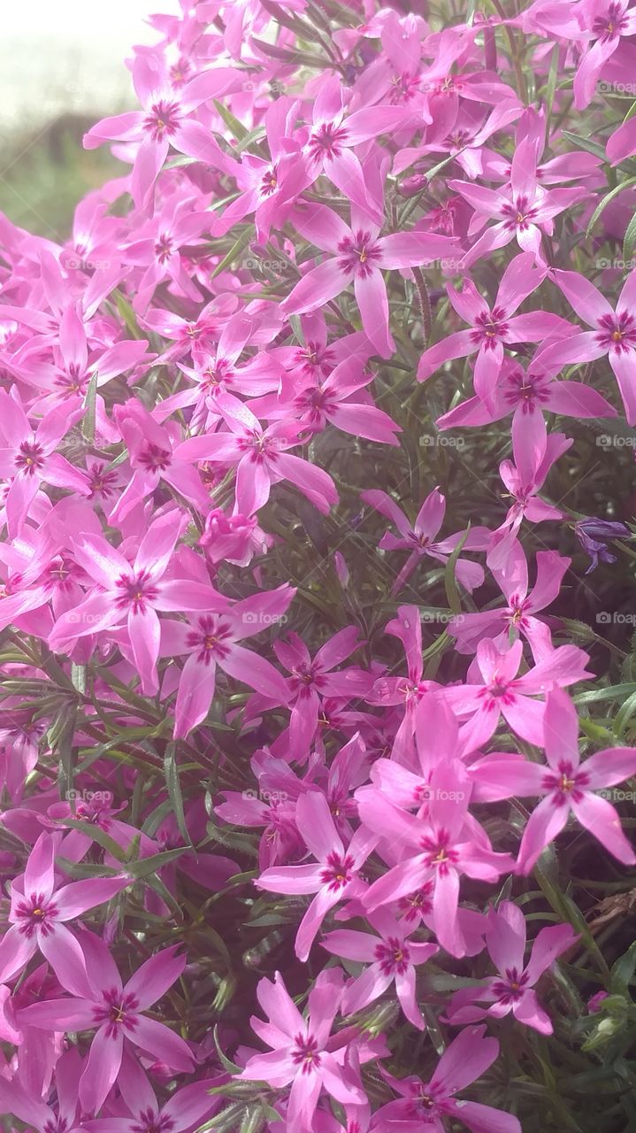 Flower, Flora, Nature, Floral, Garden