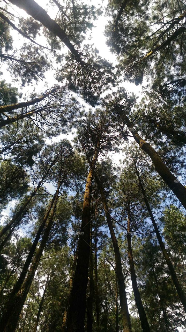 forest of Mangunan
