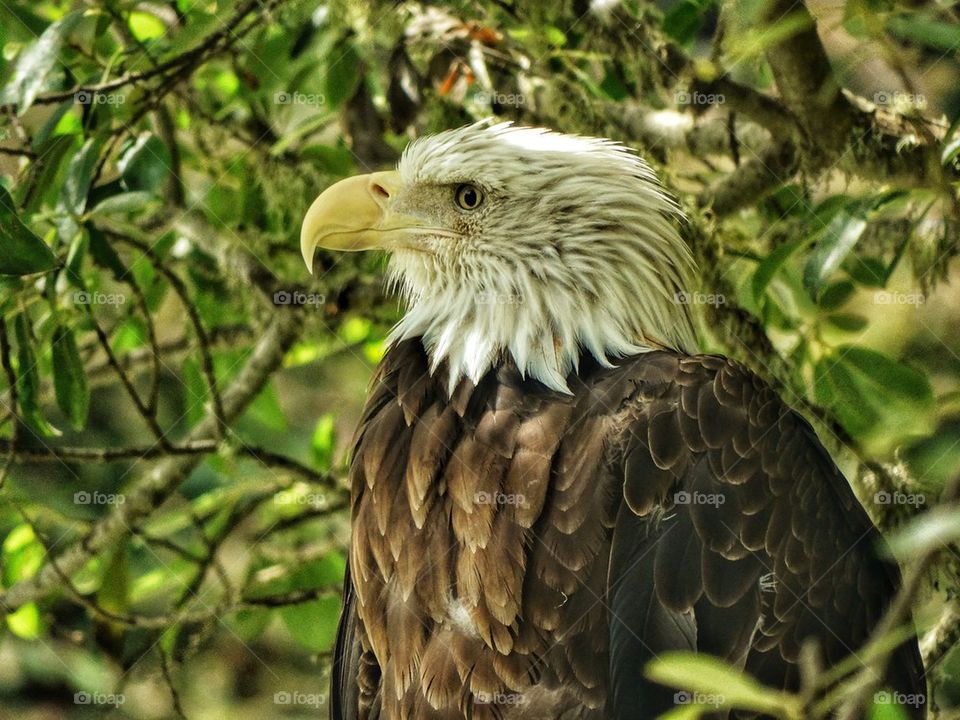 American Bald Eagle
