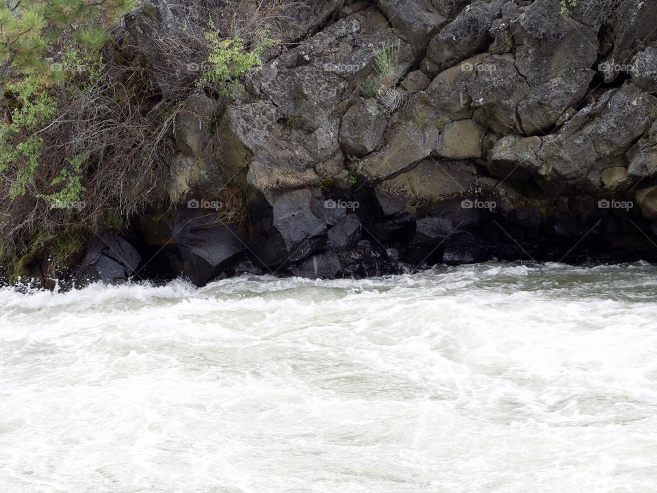 Whitewater on the Deschutes River at Lava Island on a spring day as the deciduous trees on the bank grow fresh new leaves to join the green of the ponderosa pine trees. 