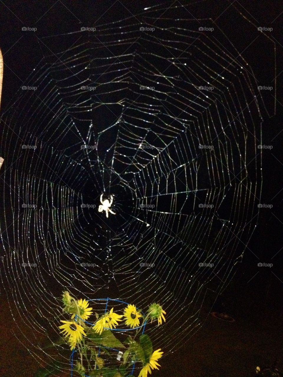 SPIDER WEB AT NIGHT