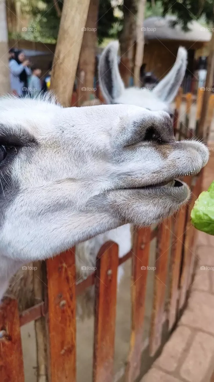 animal