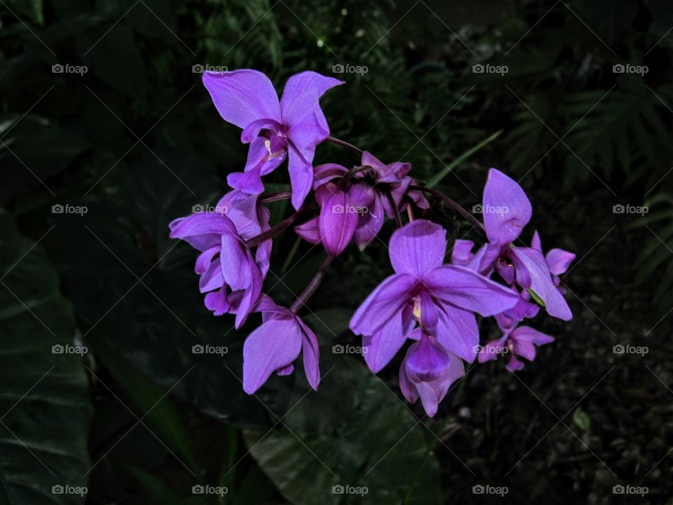 a 
breed of orchid in Venezuela