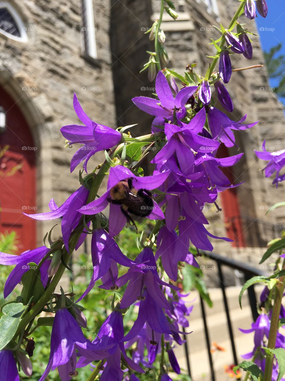 Purple with bumblebee