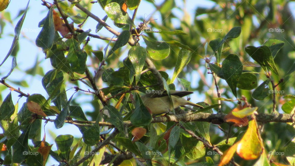 Tree, Fruit, Leaf, Branch, Nature