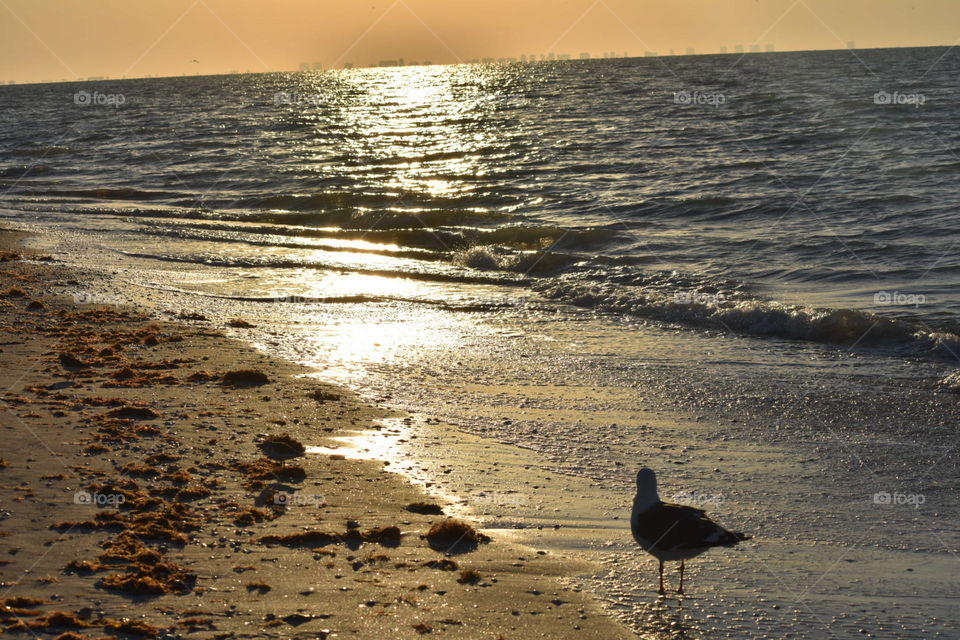 Florida bird heron catbird photography birds Sanibel Island wildlife nature dingdarling seagull beach