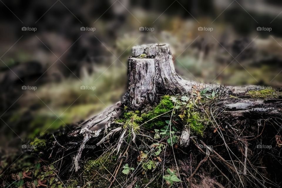 Stump