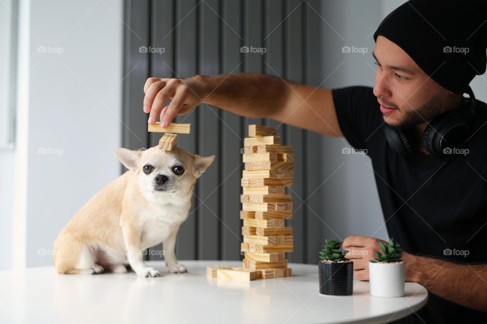 handsome guy with his dog friend, cute chihuahua, play janga game at home.  the guys fold the pyramid, a structure made of wooden objects, bars. good time two friends. My best photo of the week 