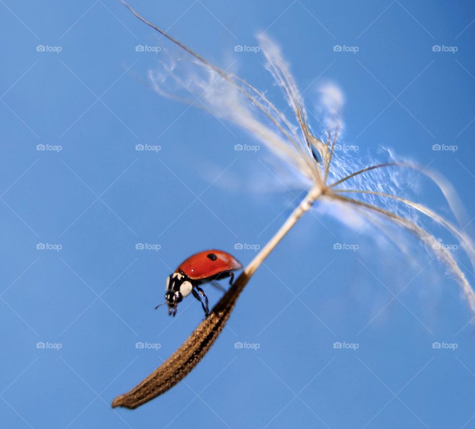 ladybug flying on dandelion