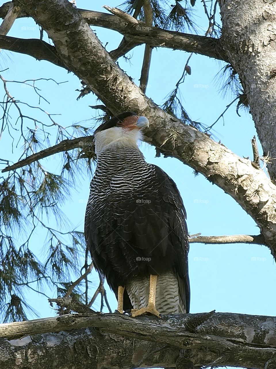 "Birds of prey." The Carancho or Crested Caracara is an amazing, attractive predatory bird. Sadly, they are seen more and more in the urban environment. Their habitat is not suitable, it has been reduced by man.