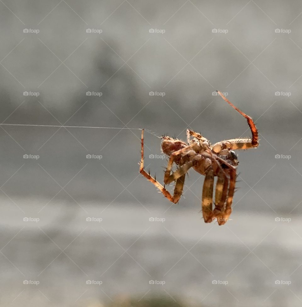Spider welcoming me on gate