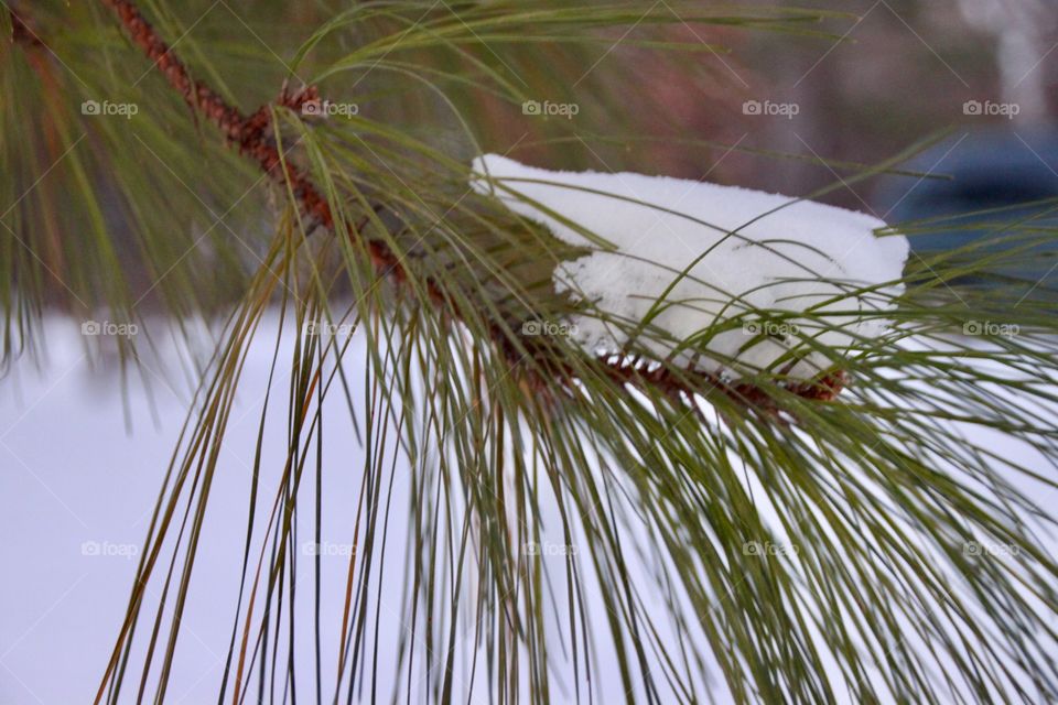 Pine Tree Snow