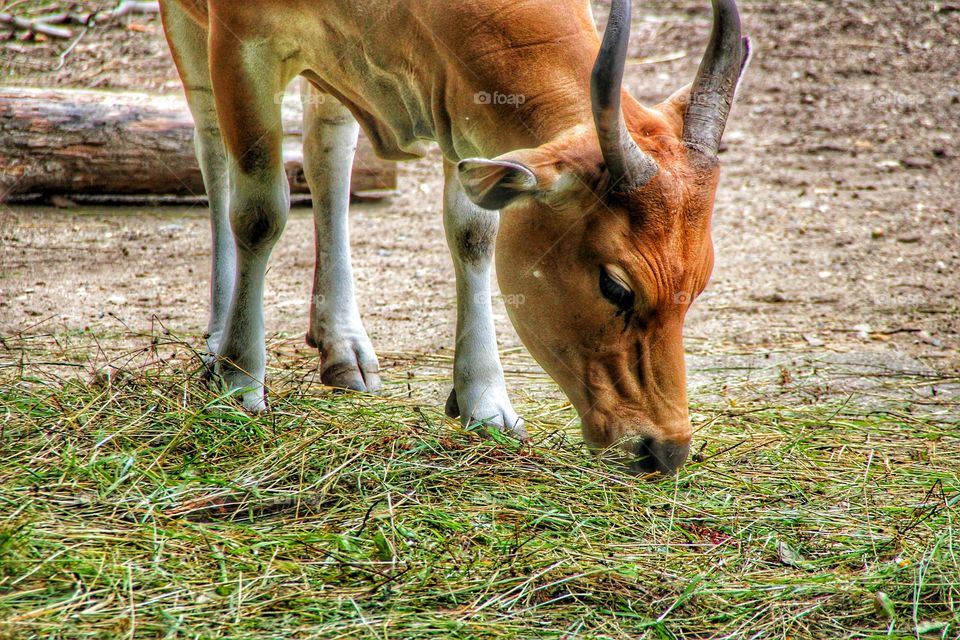 Cow Kuh Zoo Tierphotograpy