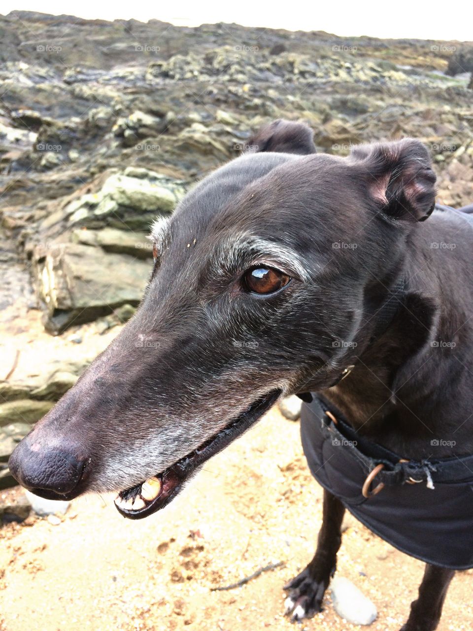 My beautiful greyhound - Libby the ex-racer on Croyde beach 