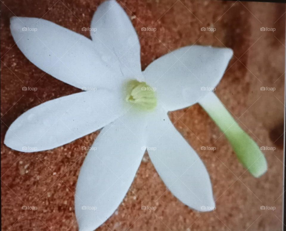 "This white, pure, beautiful flower bring happiness !!