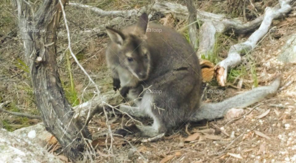 tasmanian wallaby