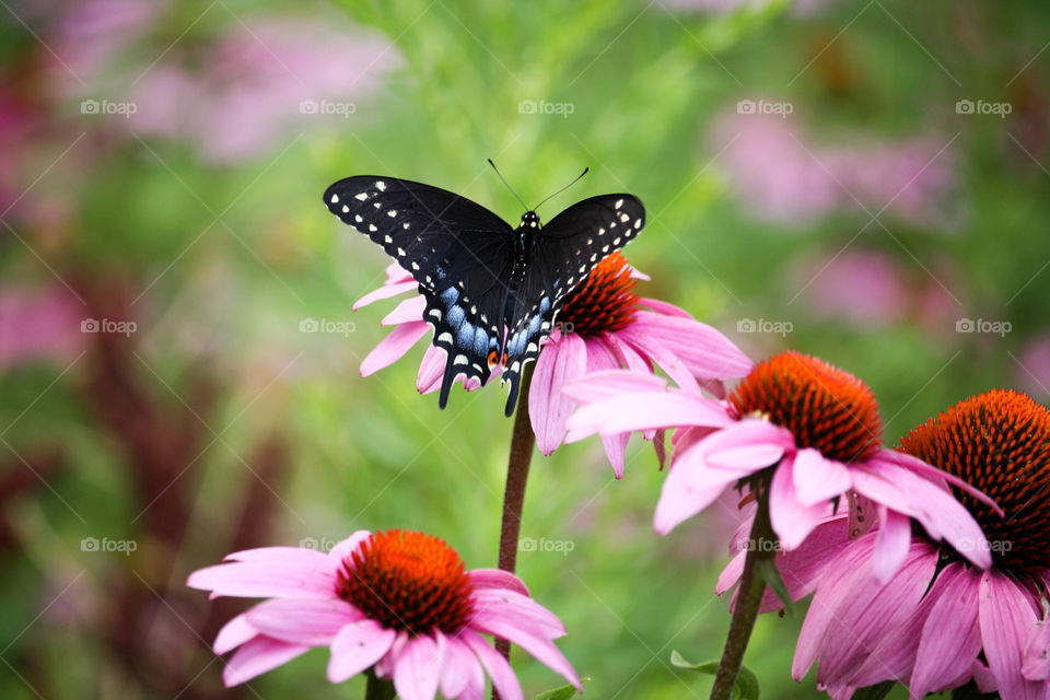 Beautiful butterfly on an echinacea flower