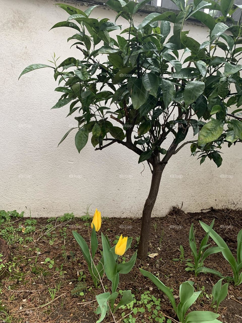 These two tulips were born in the garden of my house, being a condominium the garden is always a bit messed up, who plants one thing, who removes another; and this shot is therefore born from the positive surprise that changes the day. 