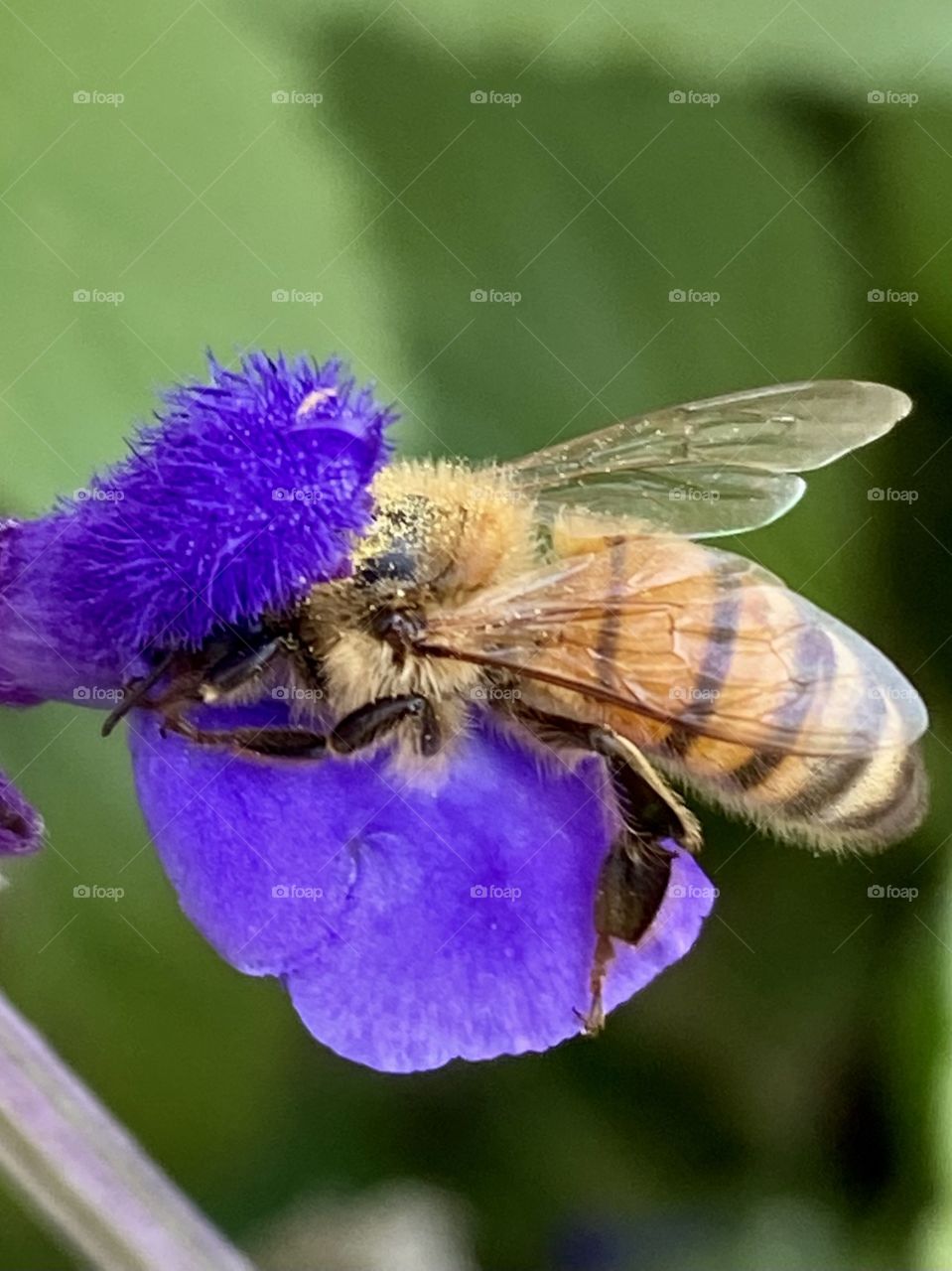 Bee pollinating Mealycup Sage flower 