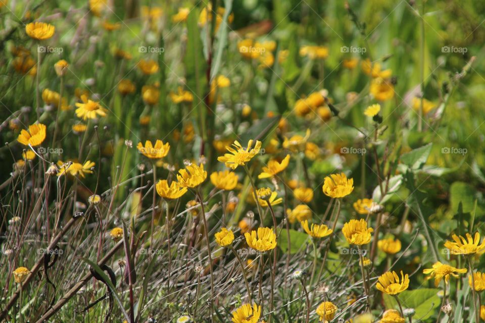 Angelita Daises in the Garden