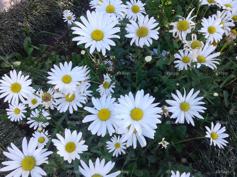 Flores da cidade de Gramado Rs Brasil