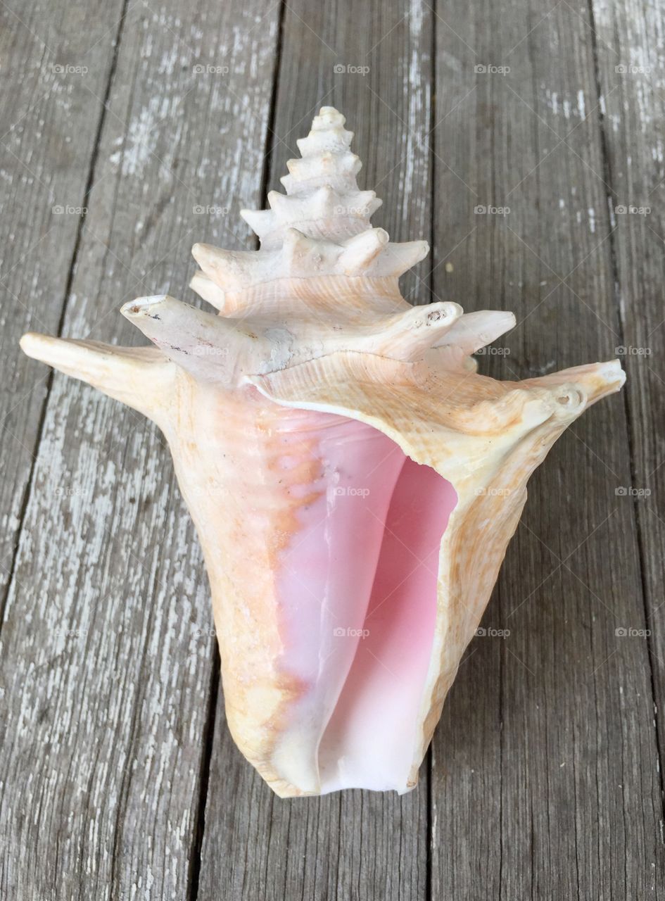 Conch seashell