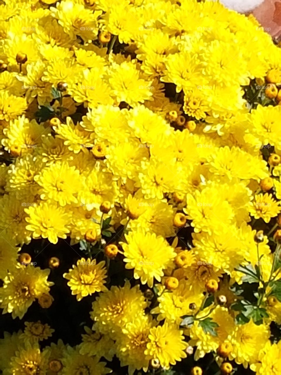 Blütenpracht in gelb