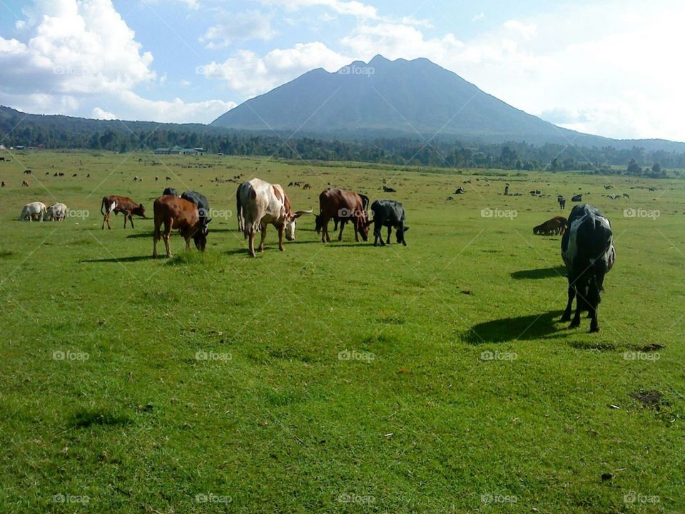 Cattle ranching
