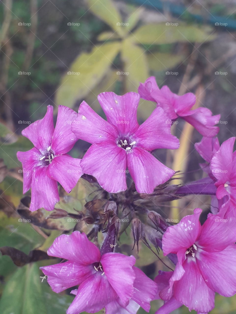 garden in autumn  - purple phloxes