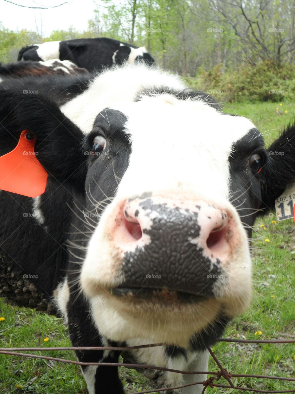 Cow close up. got close up to a cow
