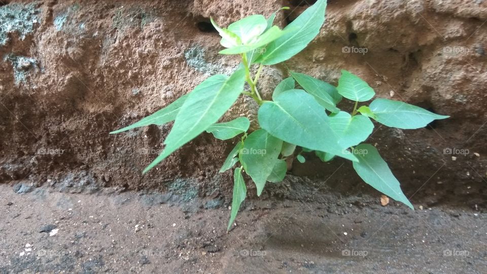 old wall on plant is grouth 
 becomes they give ours life good futures