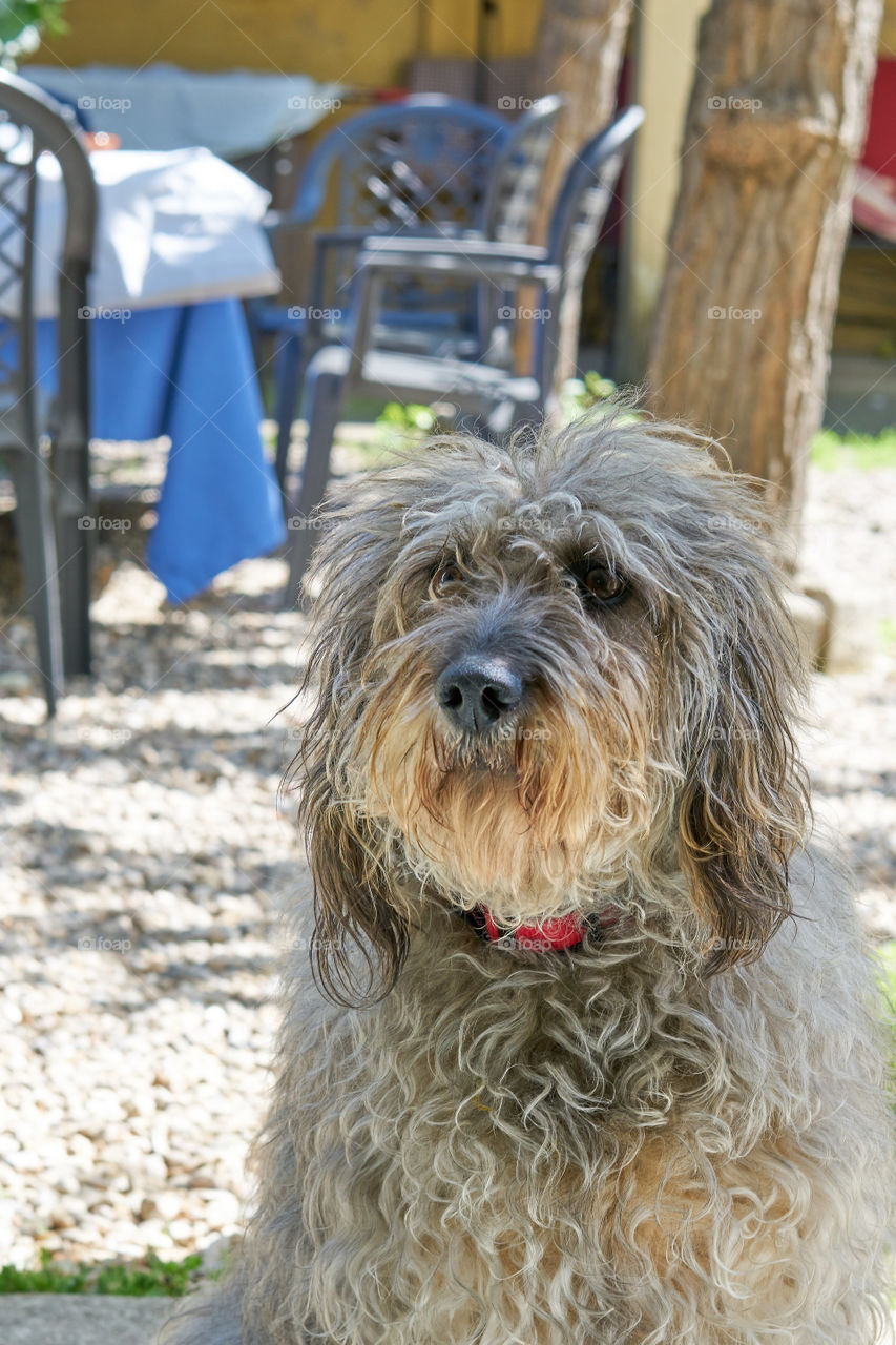 Portrait of dog