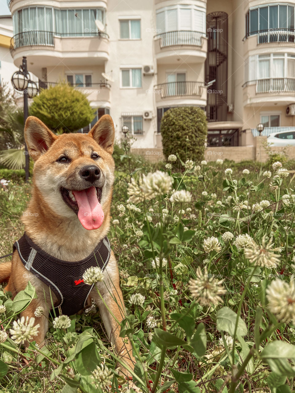 Dog and flowers 