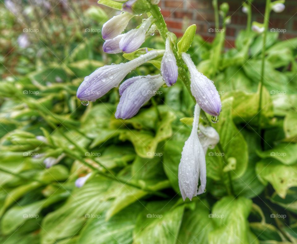 Hosta Blooms. After the Rain