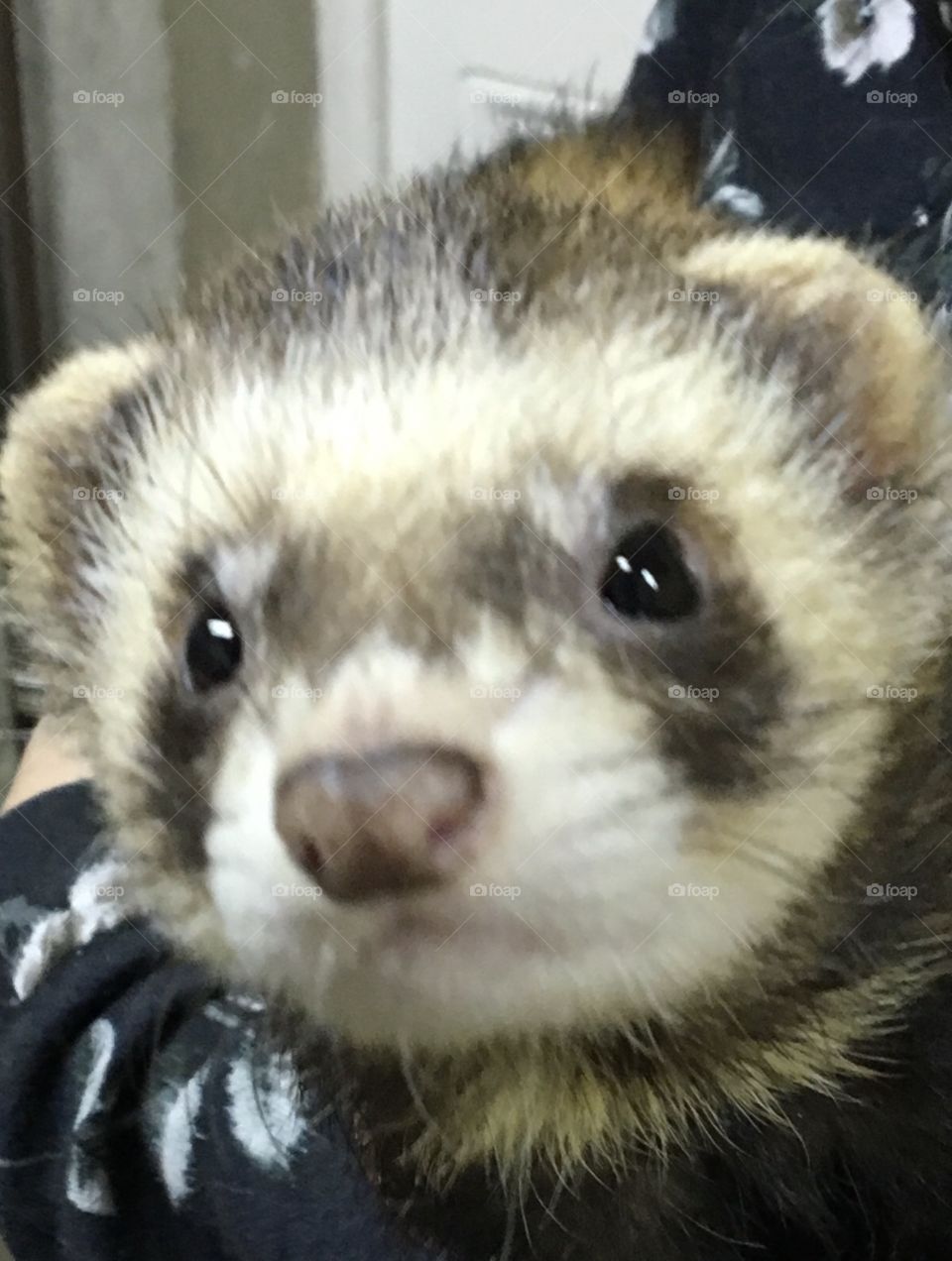 Curious as a ferret 
