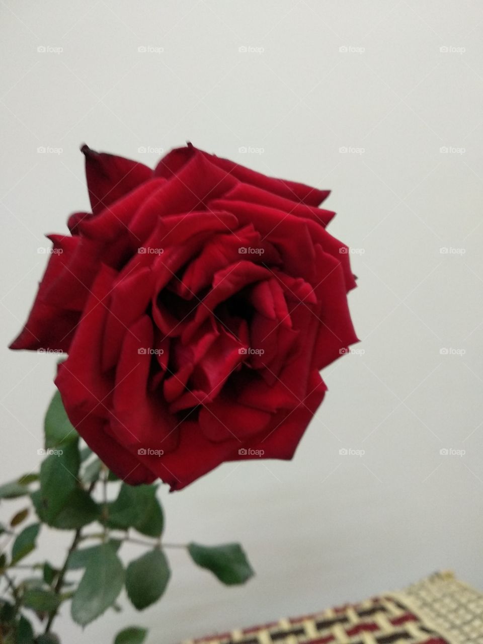 rose