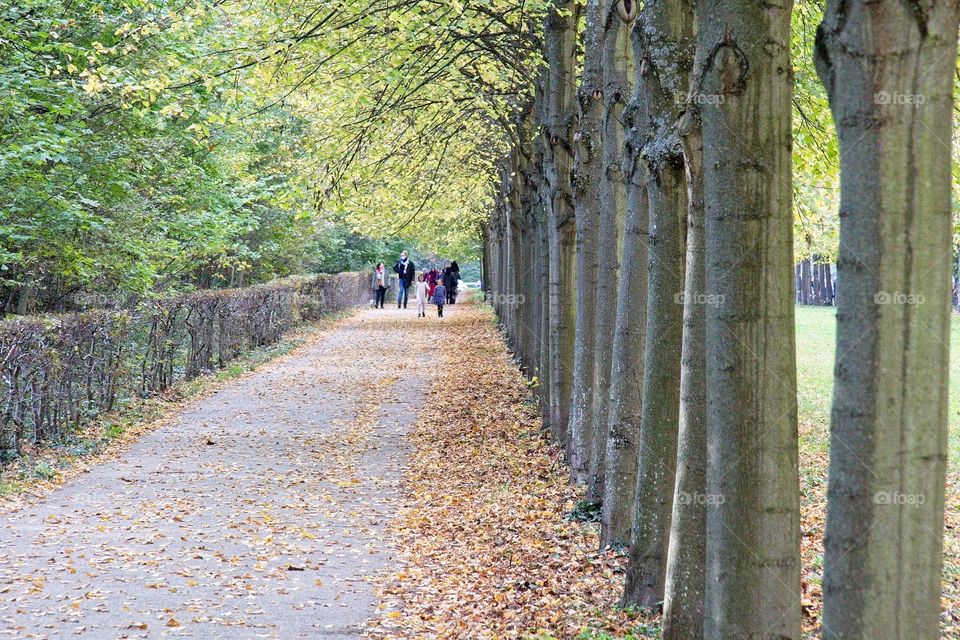 people walking in the park