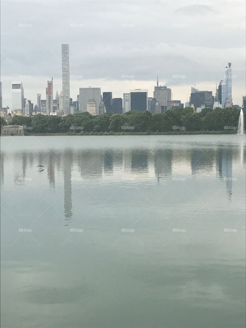Landing Goose, Central Park  Reservoir 