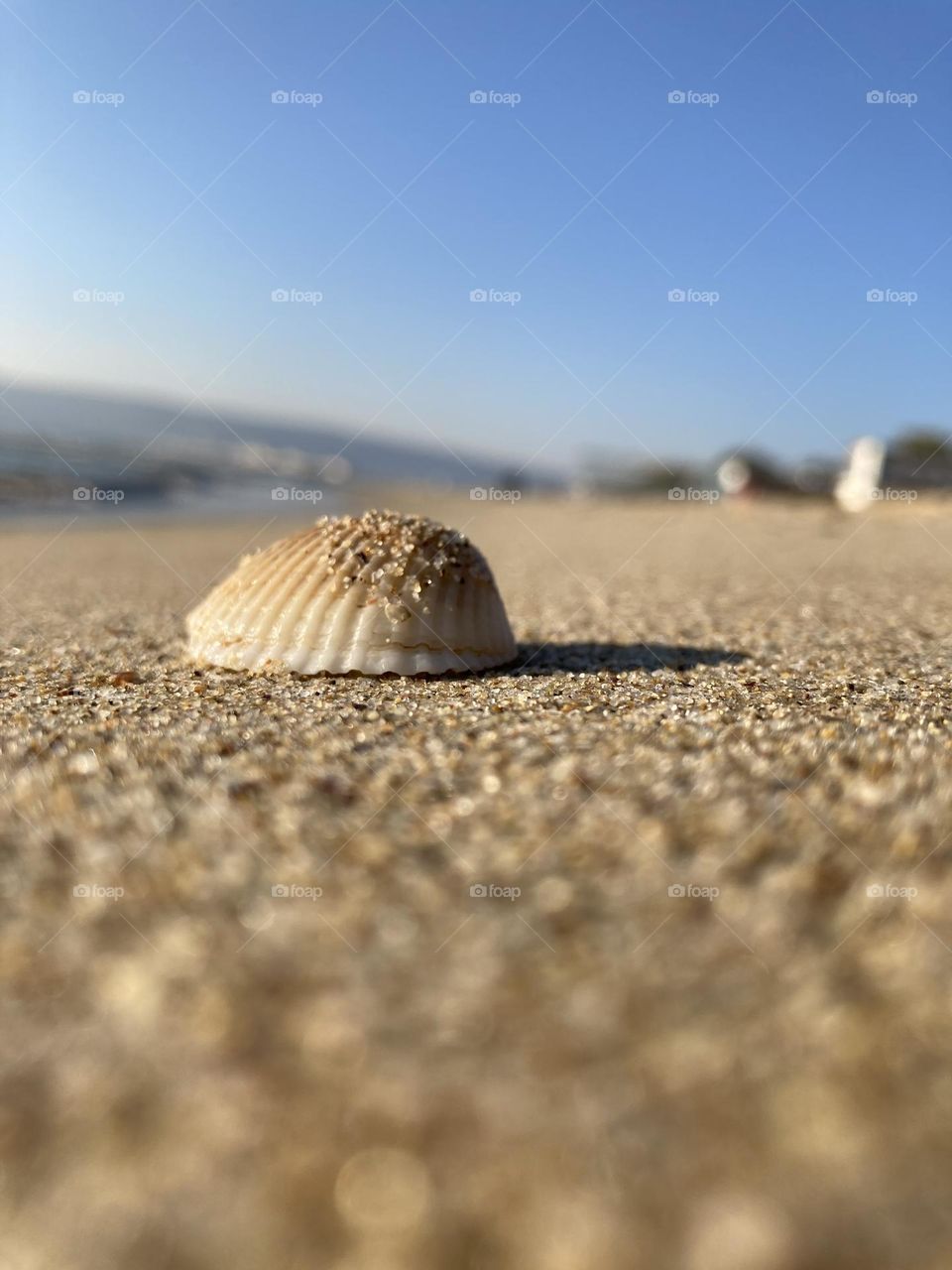 Seashell on the sand by the seashore 