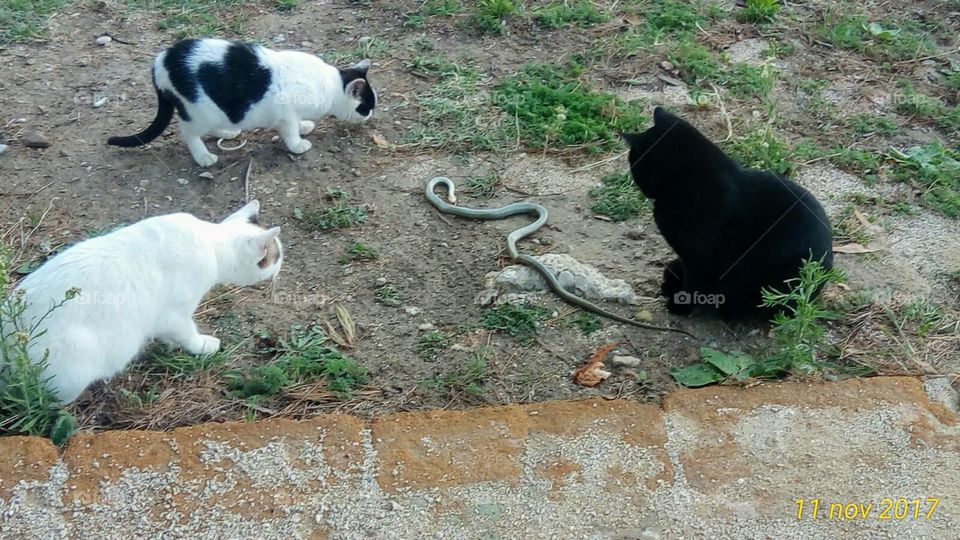 Gatti Vs serpente