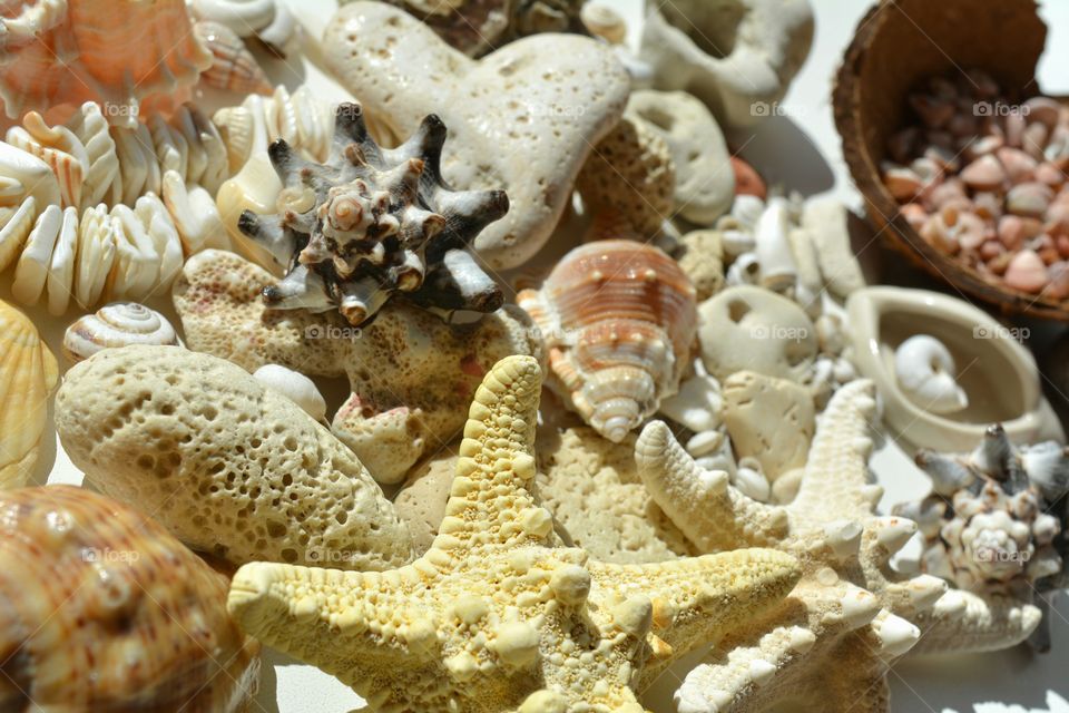 Variation in seashells