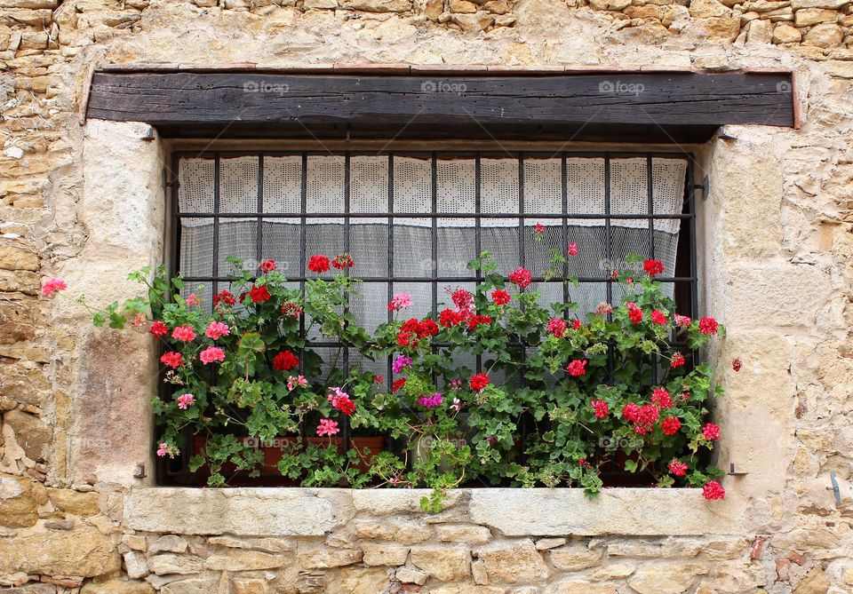Window and Flowers