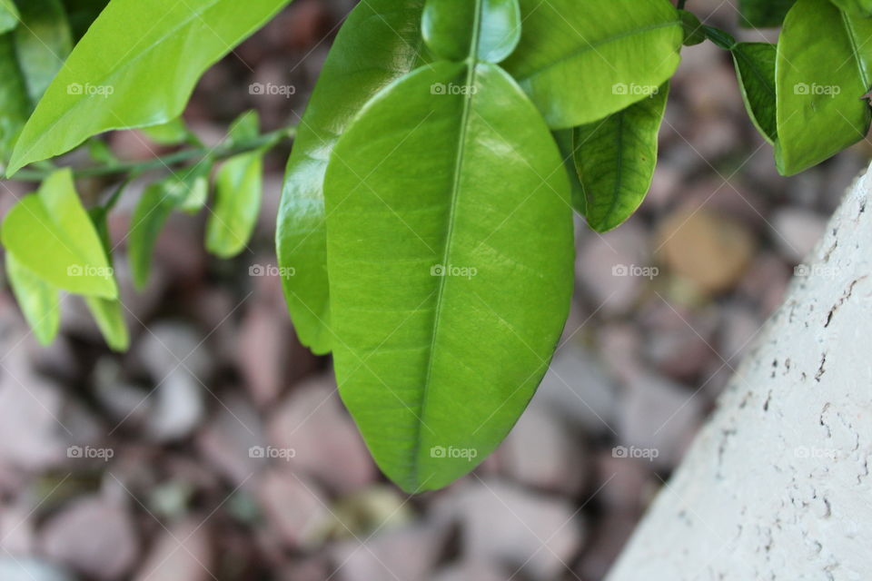 A beautiful detailed photo of a vibrant green leaf with a rocky background. 