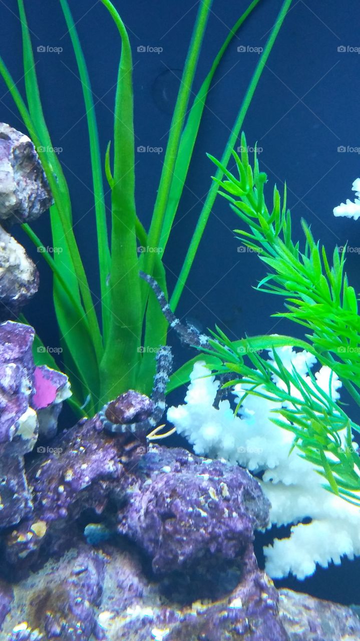 seahorses hanging . seahorses in my aquarium 