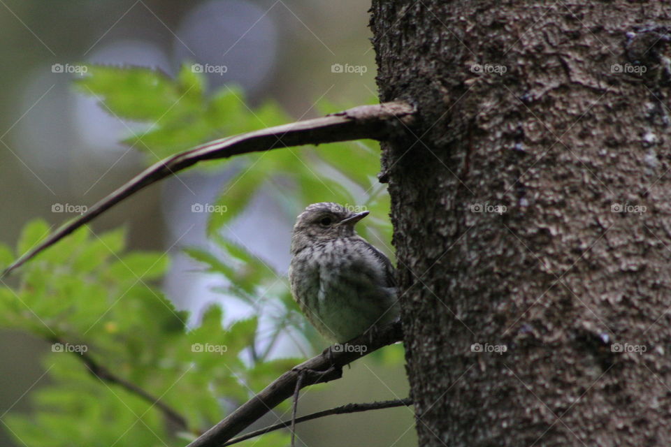 Bird on a tree branch in the forest