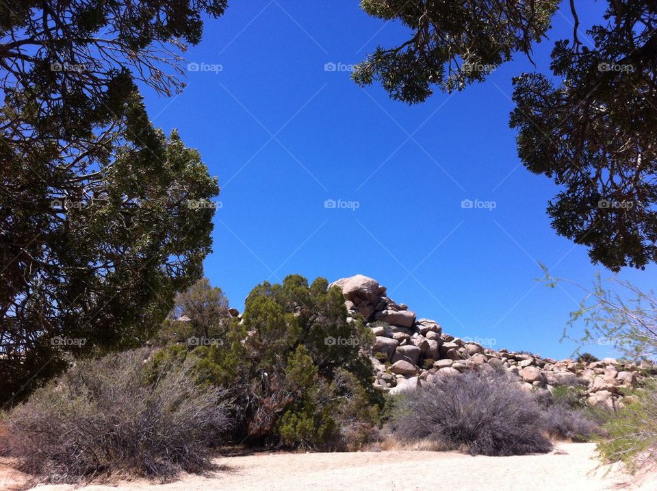 Joshua Tree