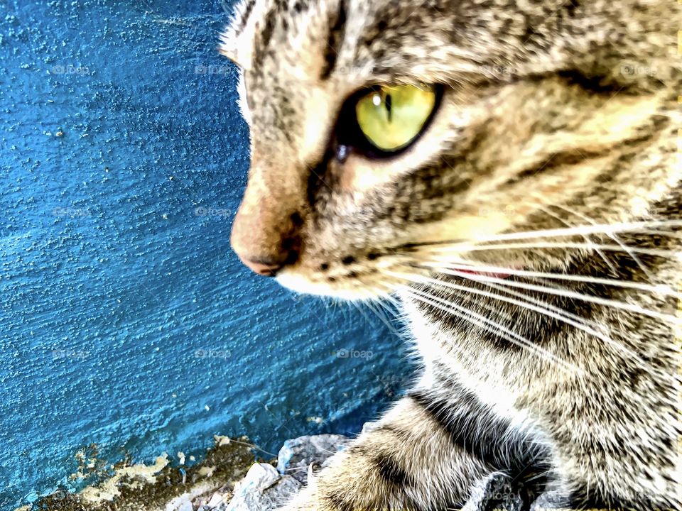 Cat eyes in blue background 