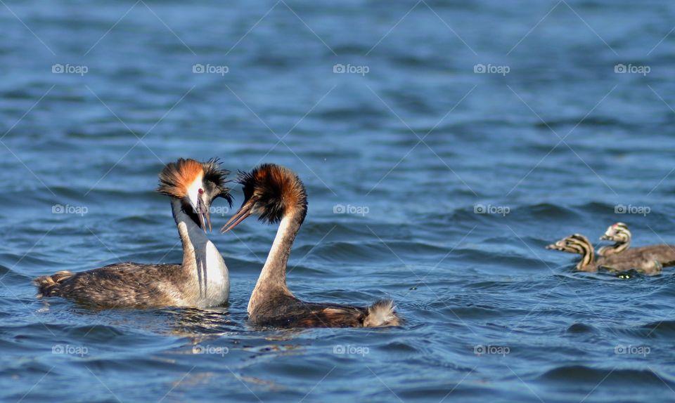 Ducks floating on water at sweden