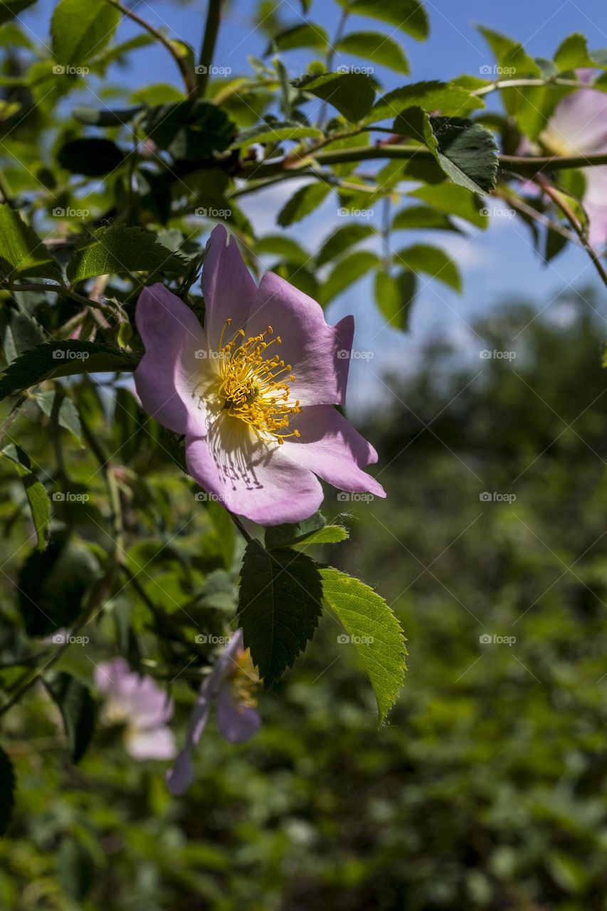 Rose hip